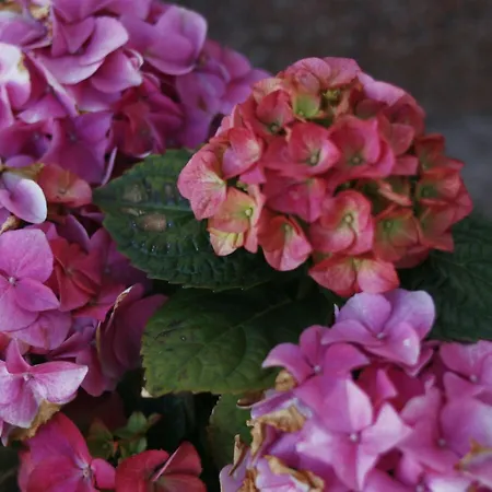 Gaestehaus Lavita Lejlighed *